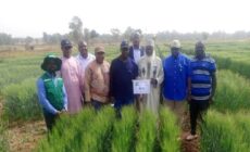 Olam Agri, LCRI announce release of heat-tolerant, super early wheat variety to support Nigerian farmers