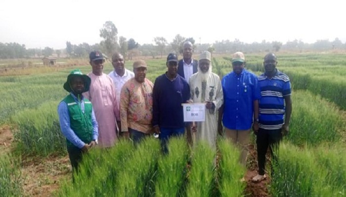 Olam Agri, LCRI announce release of heat-tolerant, super early wheat variety to support Nigerian farmers