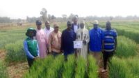 Olam Agri, LCRI announce release of heat-tolerant, super early wheat variety to support Nigerian farmers